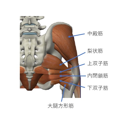 臀部の筋群