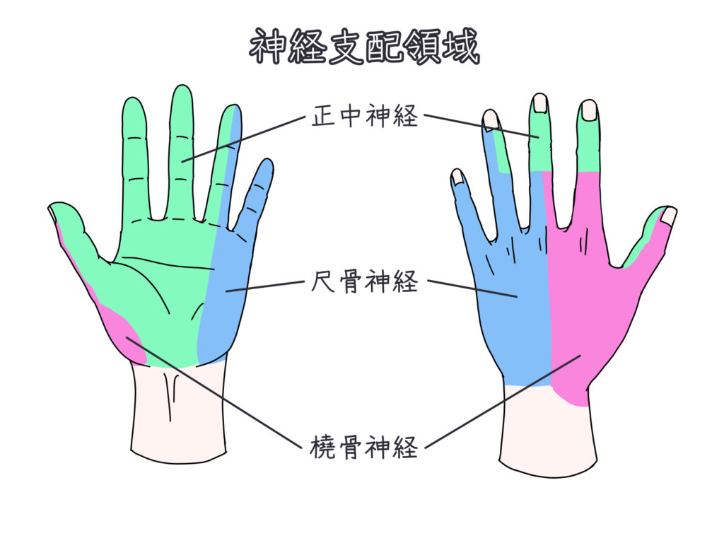 手の神経支配図