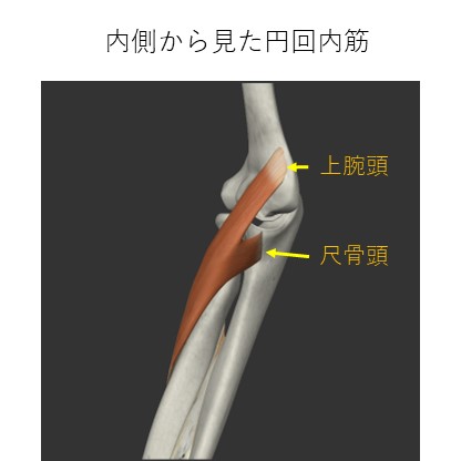 円回内筋内側