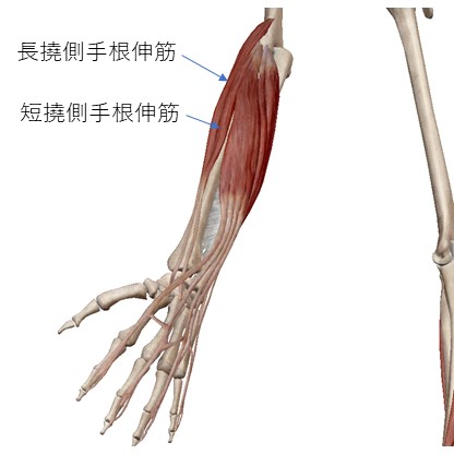 長短撓側手根伸筋