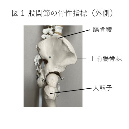 股関節の骨性指標