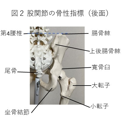 股関節の骨性指標（後面）