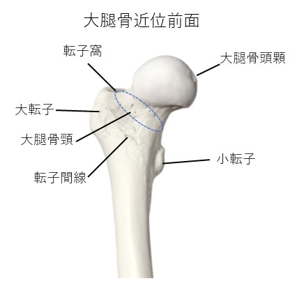 大腿骨上端前側２