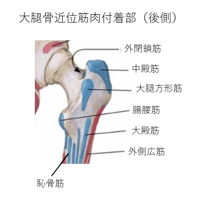 大腿骨近位後側筋付着部
