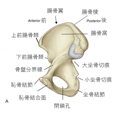 寛骨内面２