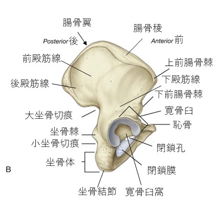 寛骨外側３