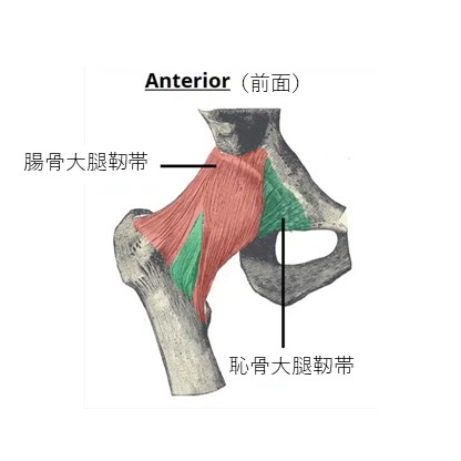股関節前面靭帯