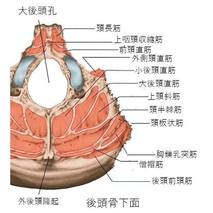 後頭骨下面２