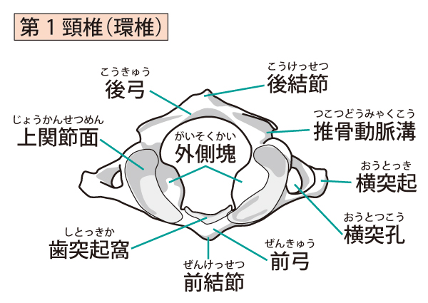 第1頚椎