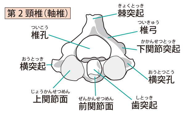 軸椎上面