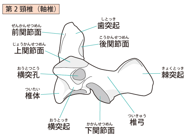 軸椎側面