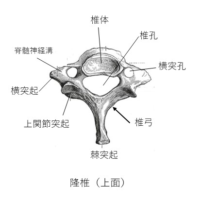 隆堆上面