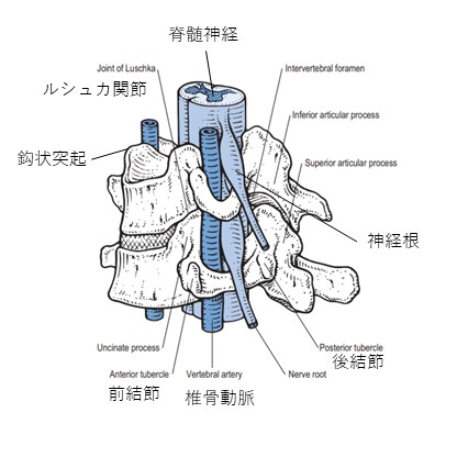 頚の神経根