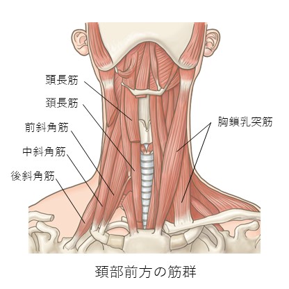 頚部前方筋群