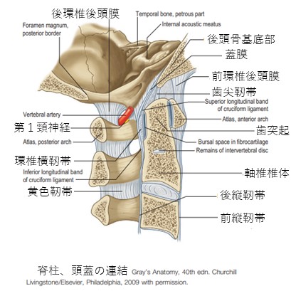 頭頚部の連結