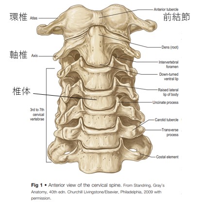 頸椎前側図