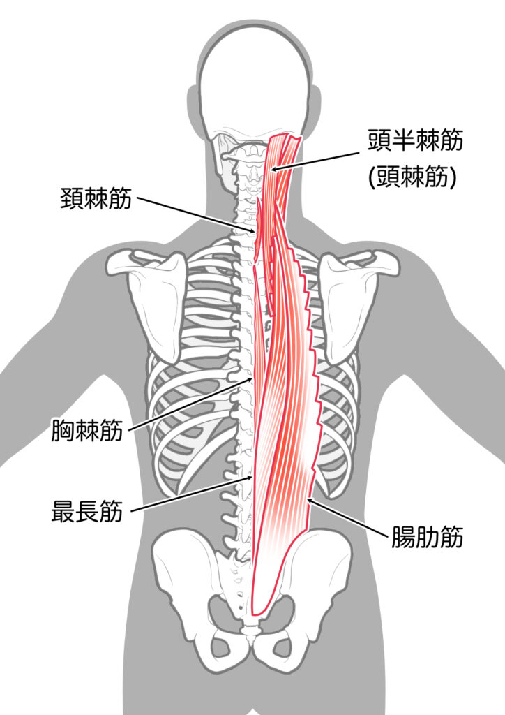 脊柱起立筋