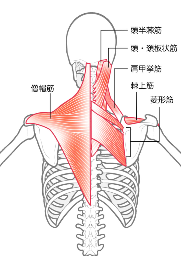 項部筋