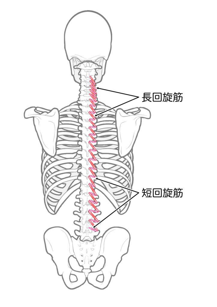 回旋筋