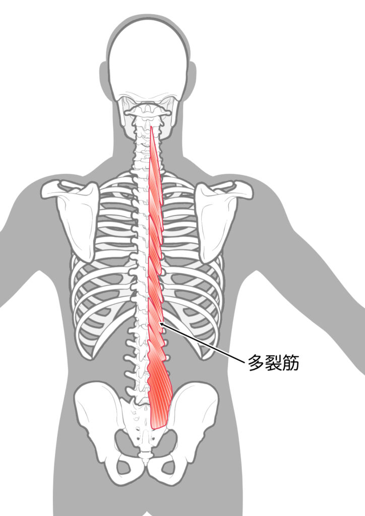 多裂筋