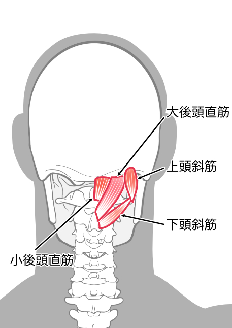 後頭下筋 (2)