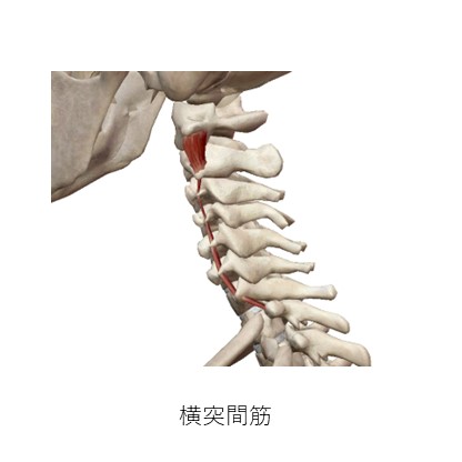 横突間筋