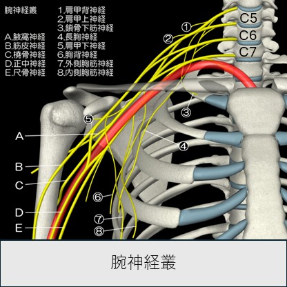 腕神経叢全体像