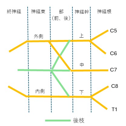 腕神経叢模式図