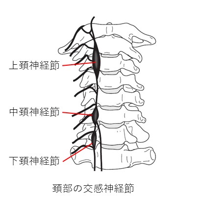 頚部の交感神経節