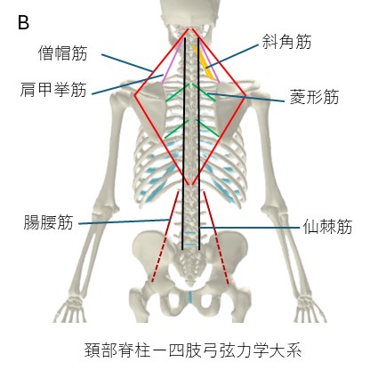 頚部脊柱ー四肢弓弦力学大系