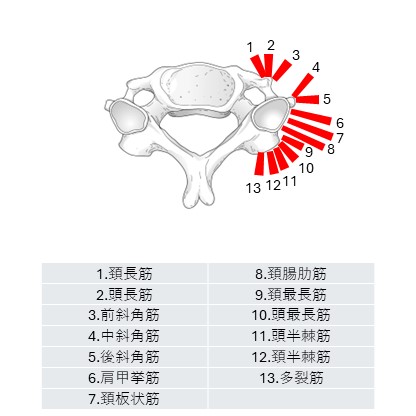 頸椎筋付着部２