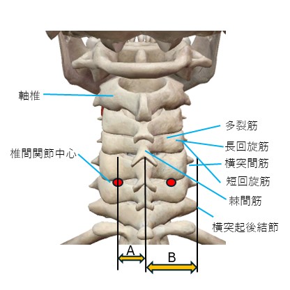 椎間関節解剖位置関係
