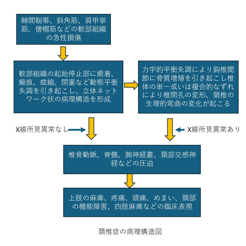 頚椎症の病理構造図２