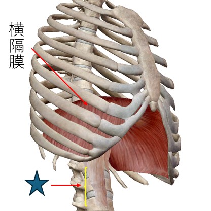 横隔膜側面